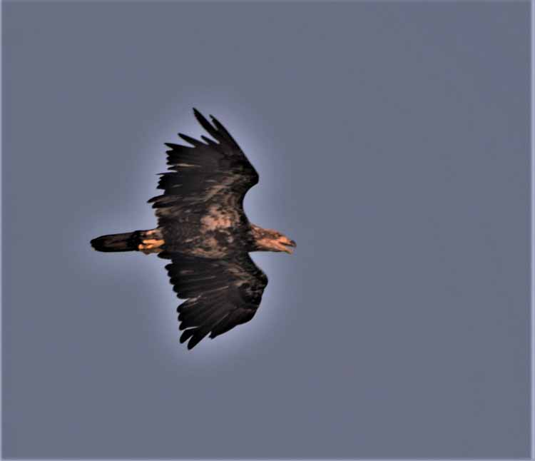 golden eagle in flight